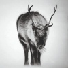 Ice is Black by Laurent Baheux