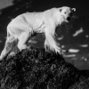 Ice is Black by Laurent Baheux