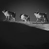 Ice is Black by Laurent Baheux