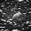 Ice is Black by Laurent Baheux