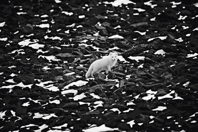 Ice is Black by Laurent Baheux