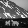 Ice is Black by Laurent Baheux