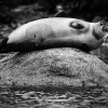 Ice is Black by Laurent Baheux