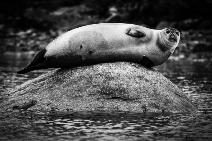 Ice is Black by Laurent Baheux