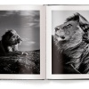 Lions by Laurent Baheux