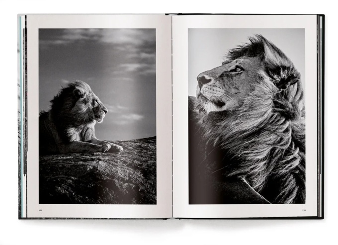 Lions by Laurent Baheux