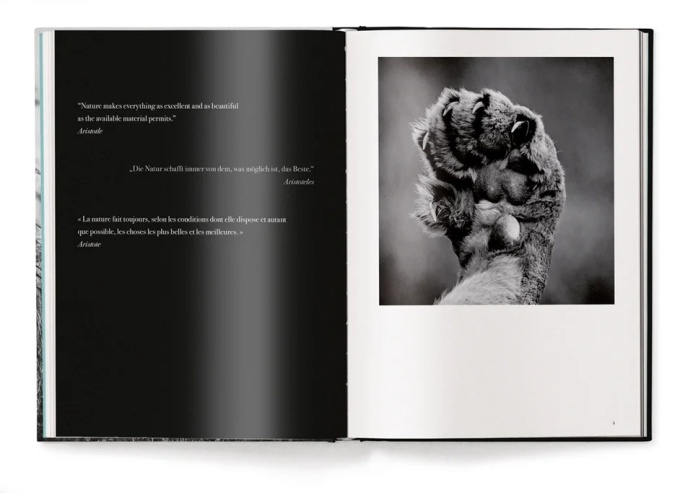 Lions by Laurent Baheux