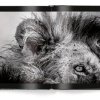 Lions by Laurent Baheux