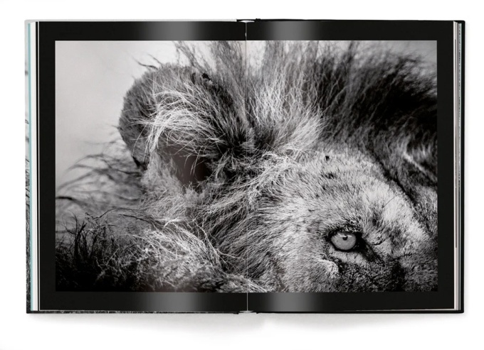 Lions by Laurent Baheux