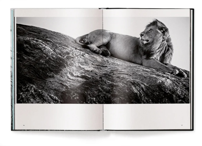 Lions by Laurent Baheux