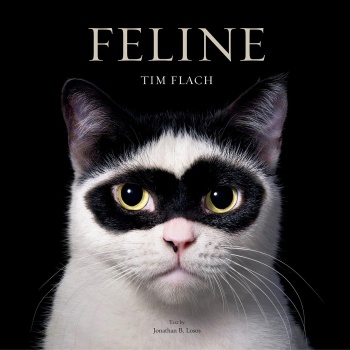 Feline Photographs by Tim Flach