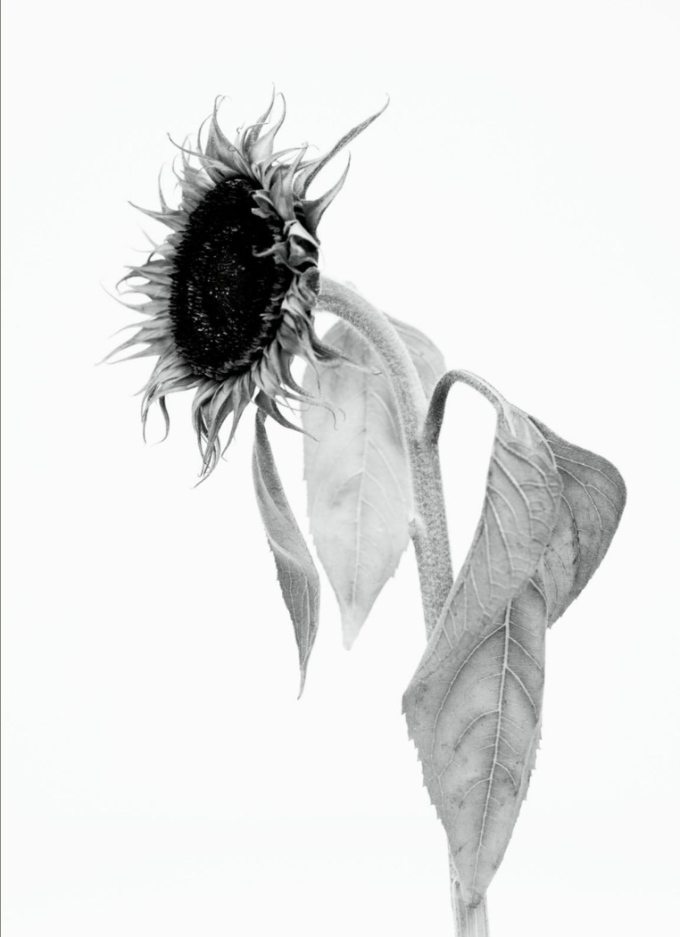 Willy Vanderperre: Prints, films, a rave and more...